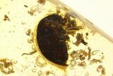 Polished Colombian Copal ( g) - Contains Beetles & Flora! #293582-5